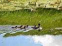 Kuifeend [13482] 06-aug-2017 (Dakhorst, Ypelo)